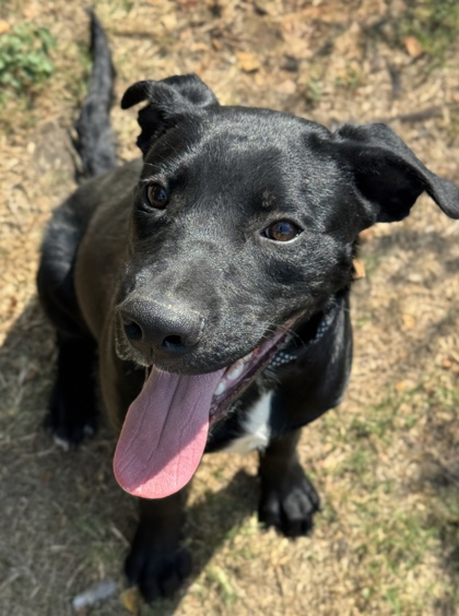 Pet Photo