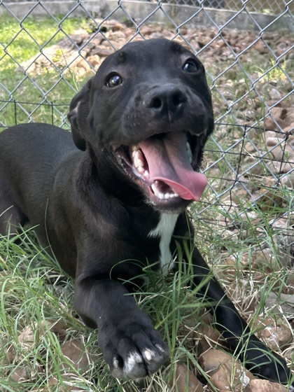 Pet Photo