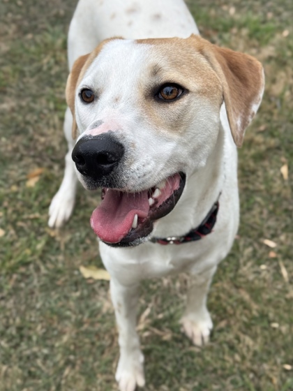 Pet Photo