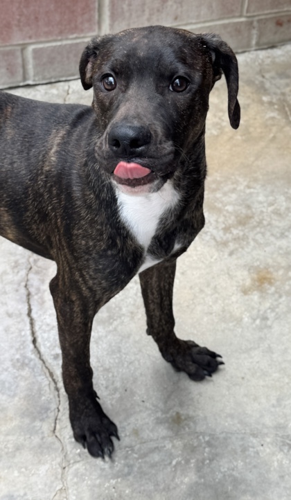 Pet Photo