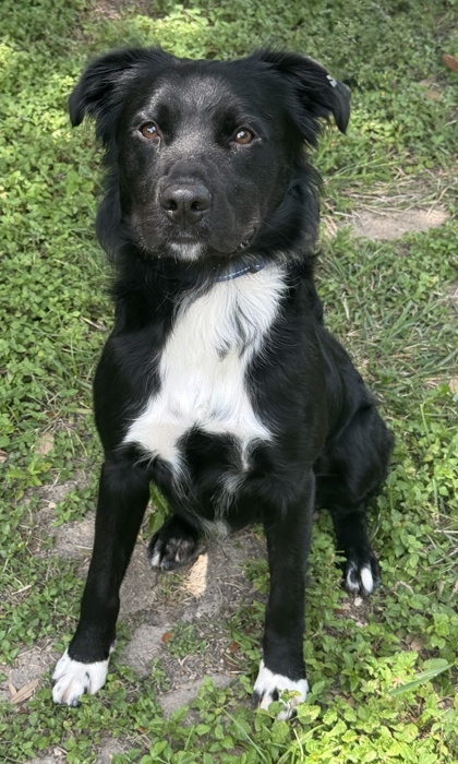 Foto de mascota