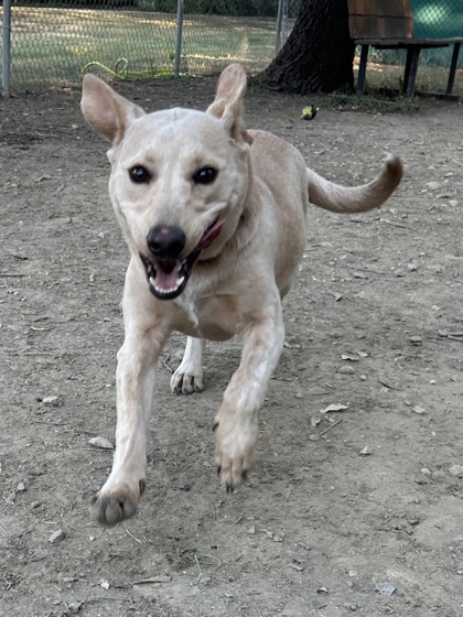 Pet Photo