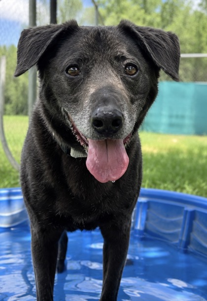 Pet Photo