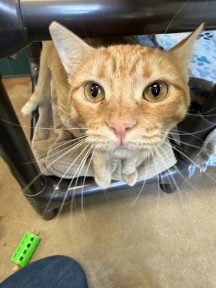 Pet Photo