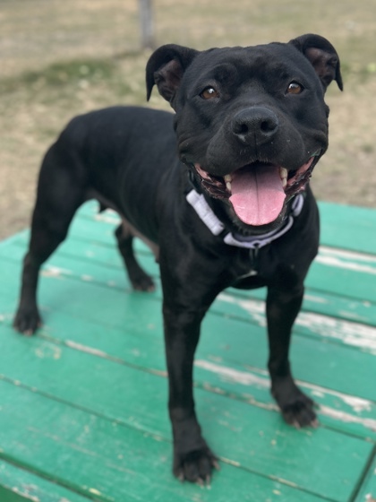 Pet Photo