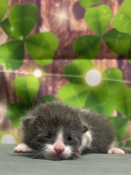 Pet Photo