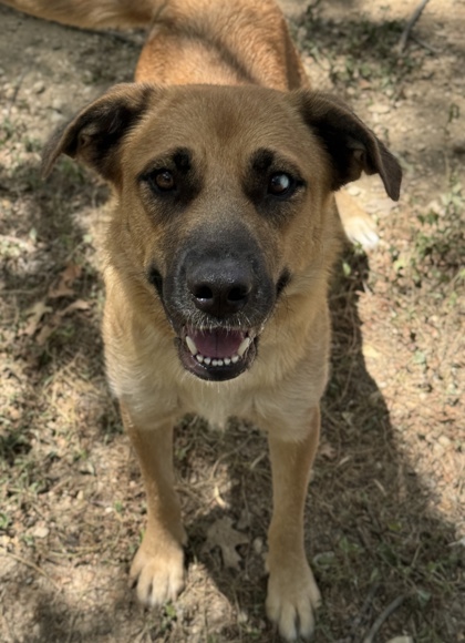 Pet Photo
