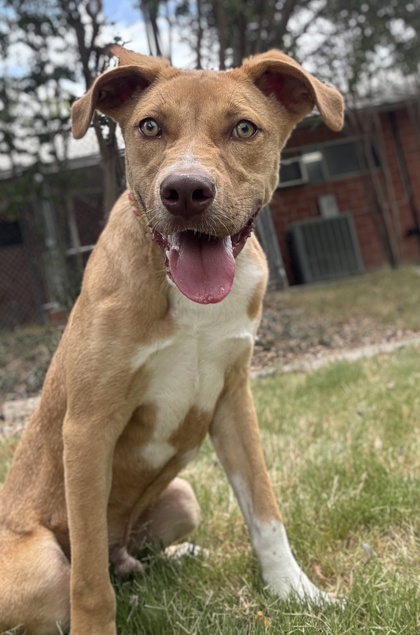 Pet Photo