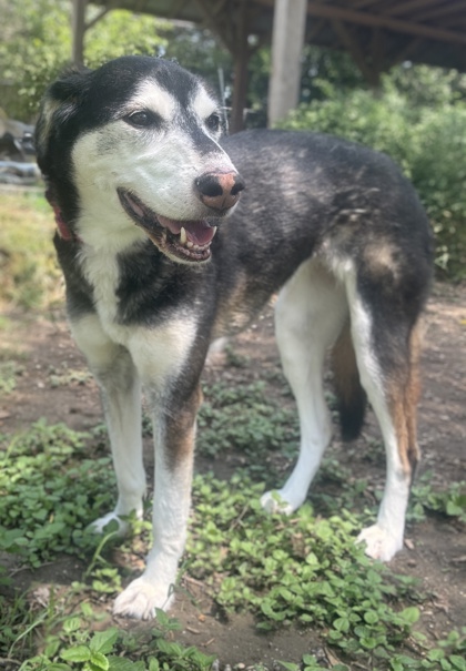 Pet Photo