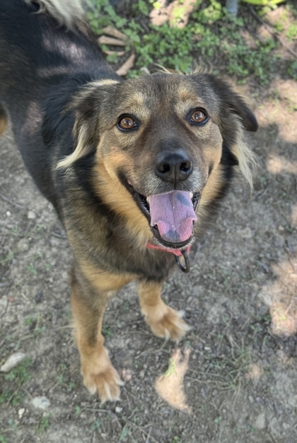 Pet Photo
