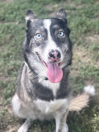 Pet Photo