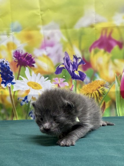 Pet Photo