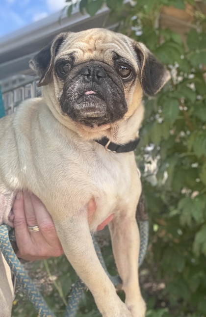 Pet Photo
