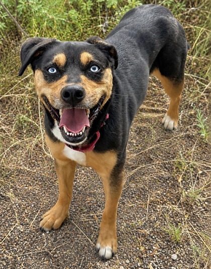 Pet Photo