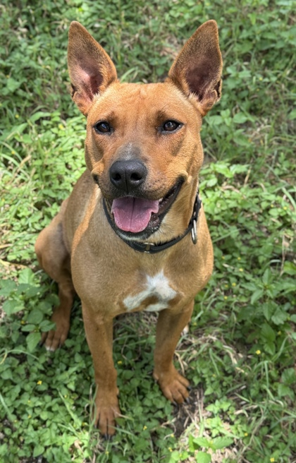 Pet Photo