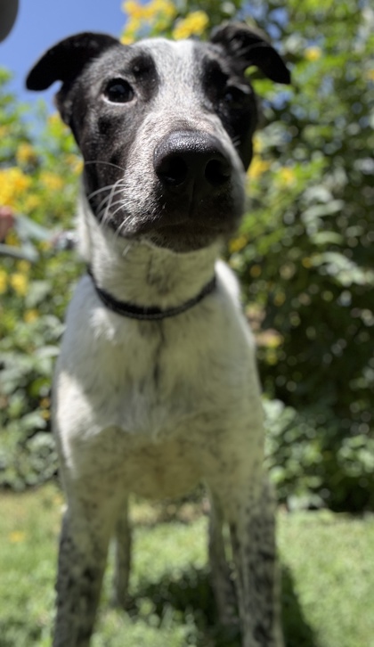 Pet Photo