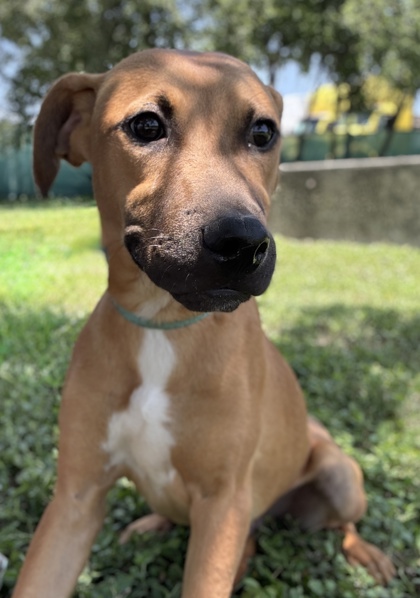 Pet Photo