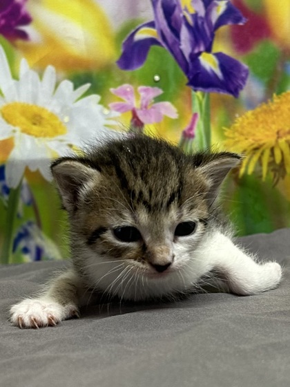 Pet Photo