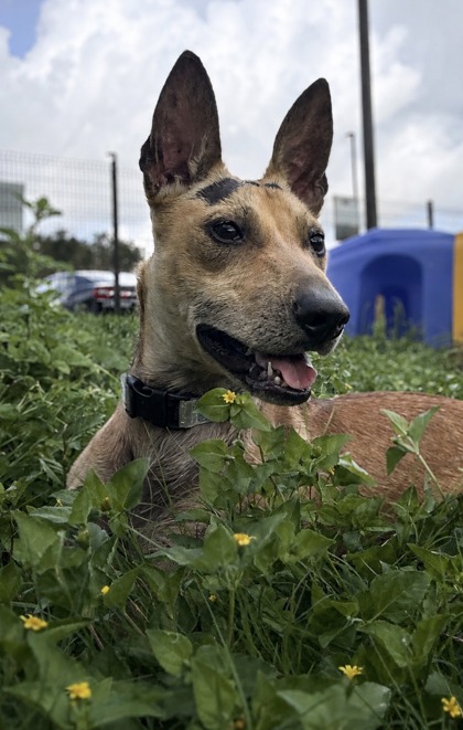 Pet Photo