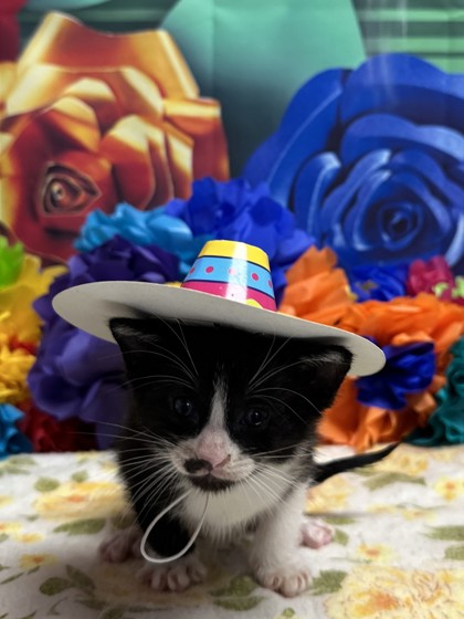 Pet Photo
