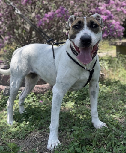 Pet Photo