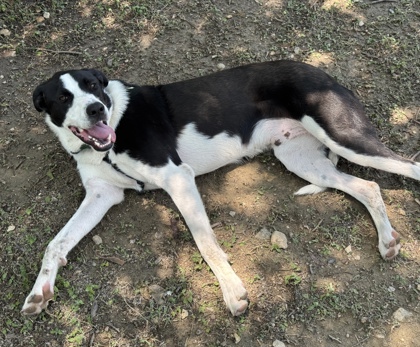 Pet Photo