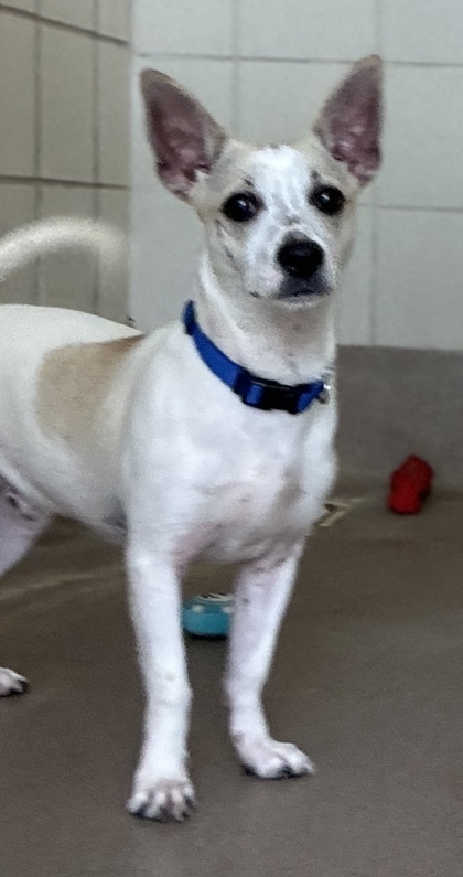 Pet Photo