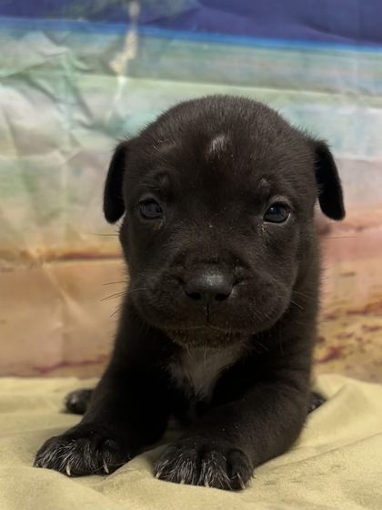Foto de mascota