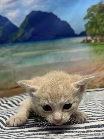 Foto de mascota