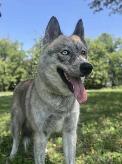 Pet Photo