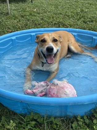 Pet Photo