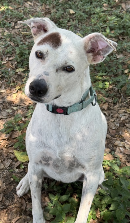 Pet Photo