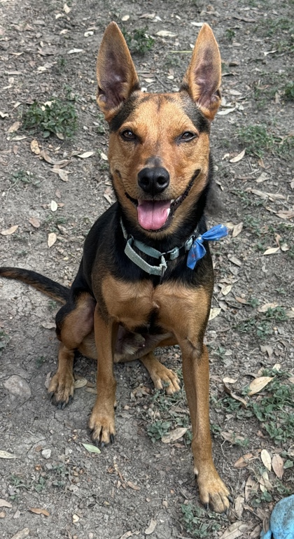 Pet Photo