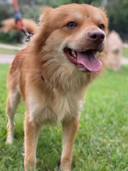 Foto de mascota