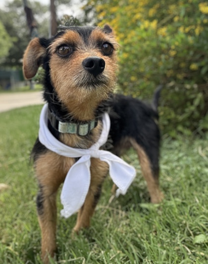 Pet Photo