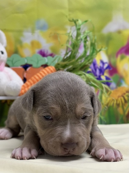 Foto de mascota