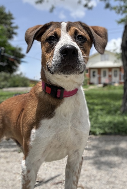 Pet Photo