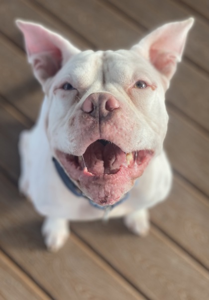 Pet Photo