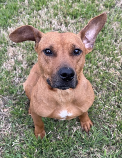 Pet Photo