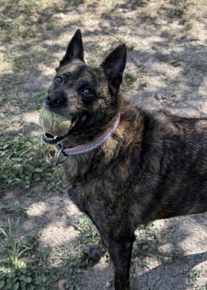 Pet Photo