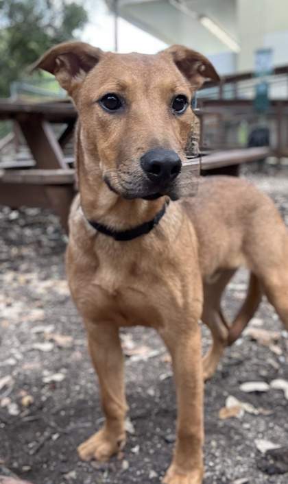 Pet Photo