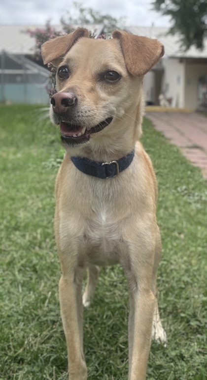 Pet Photo