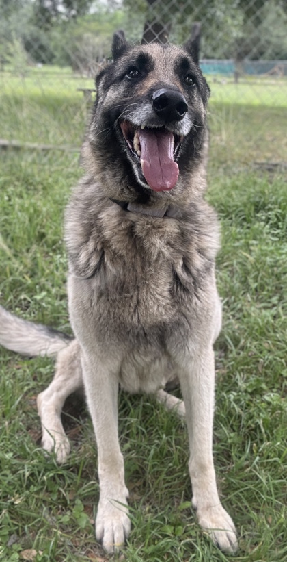 Pet Photo