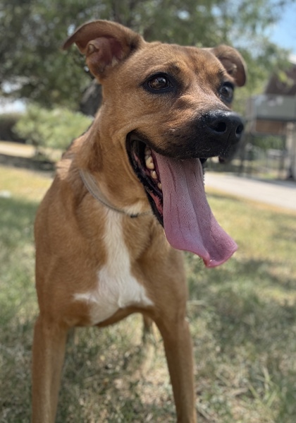 Pet Photo