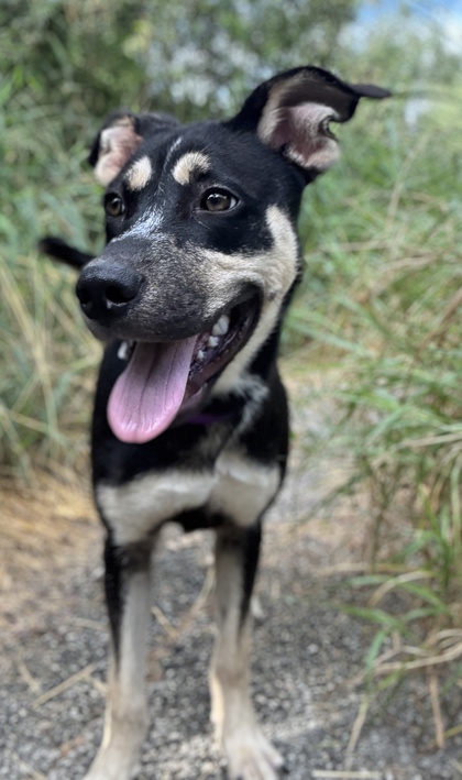 Pet Photo