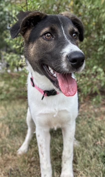 Pet Photo