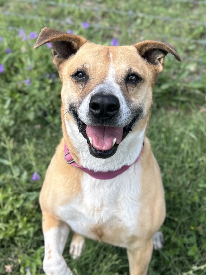 Pet Photo