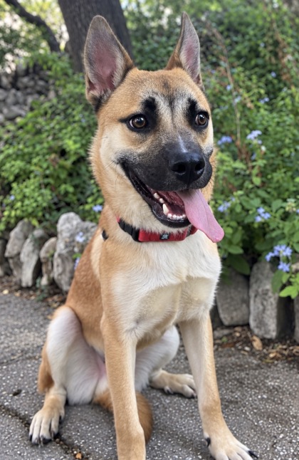 Pet Photo