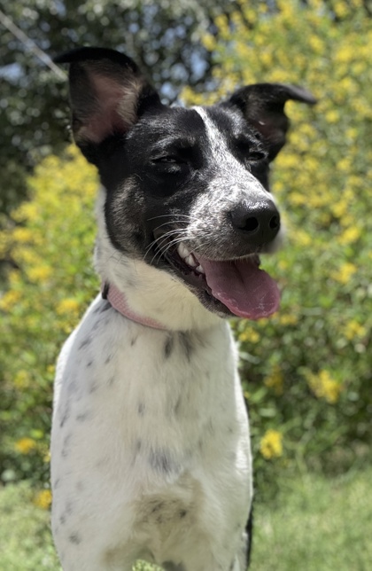 Pet Photo