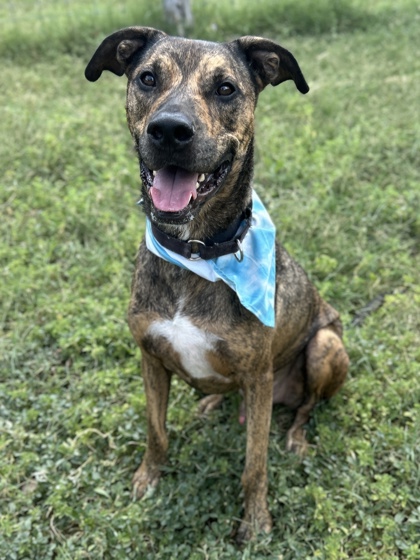Pet Photo